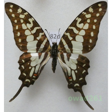 Graphium antheus (Cramer, 1779) C.A.R. 77mm82d